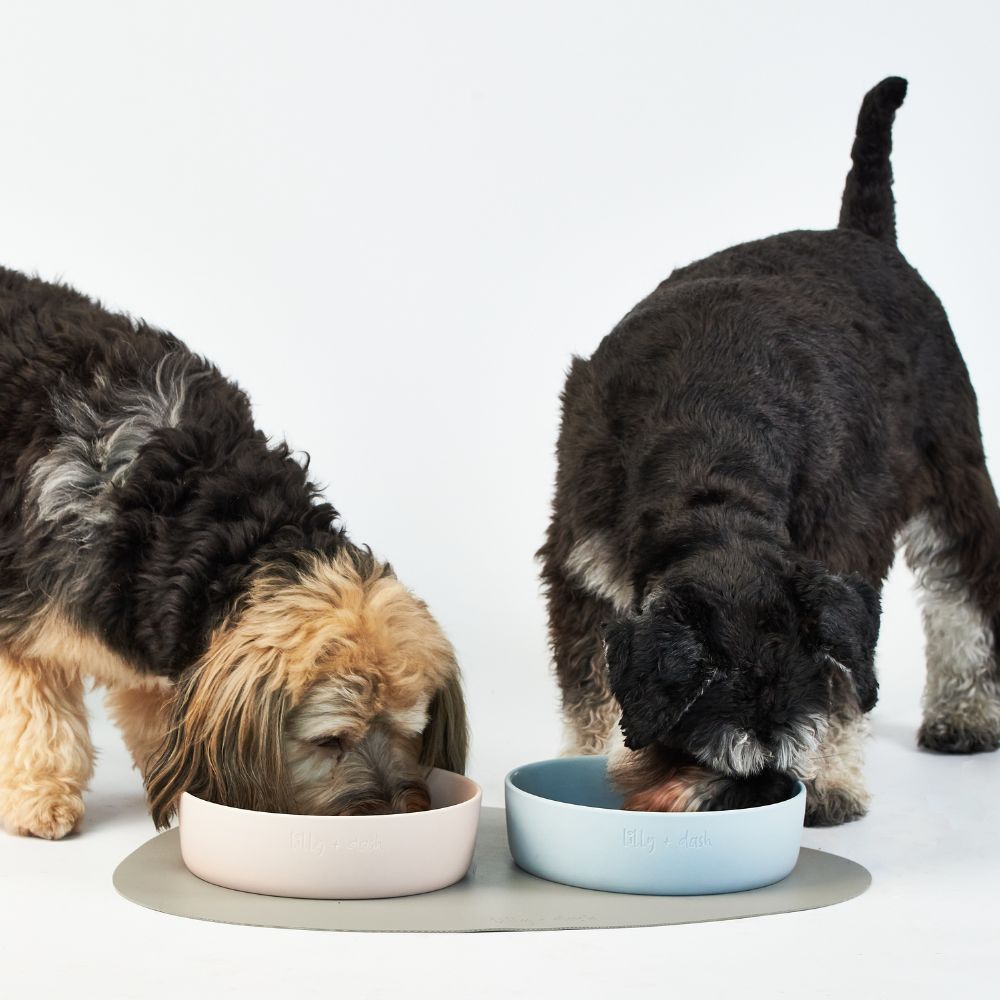 pet bowls